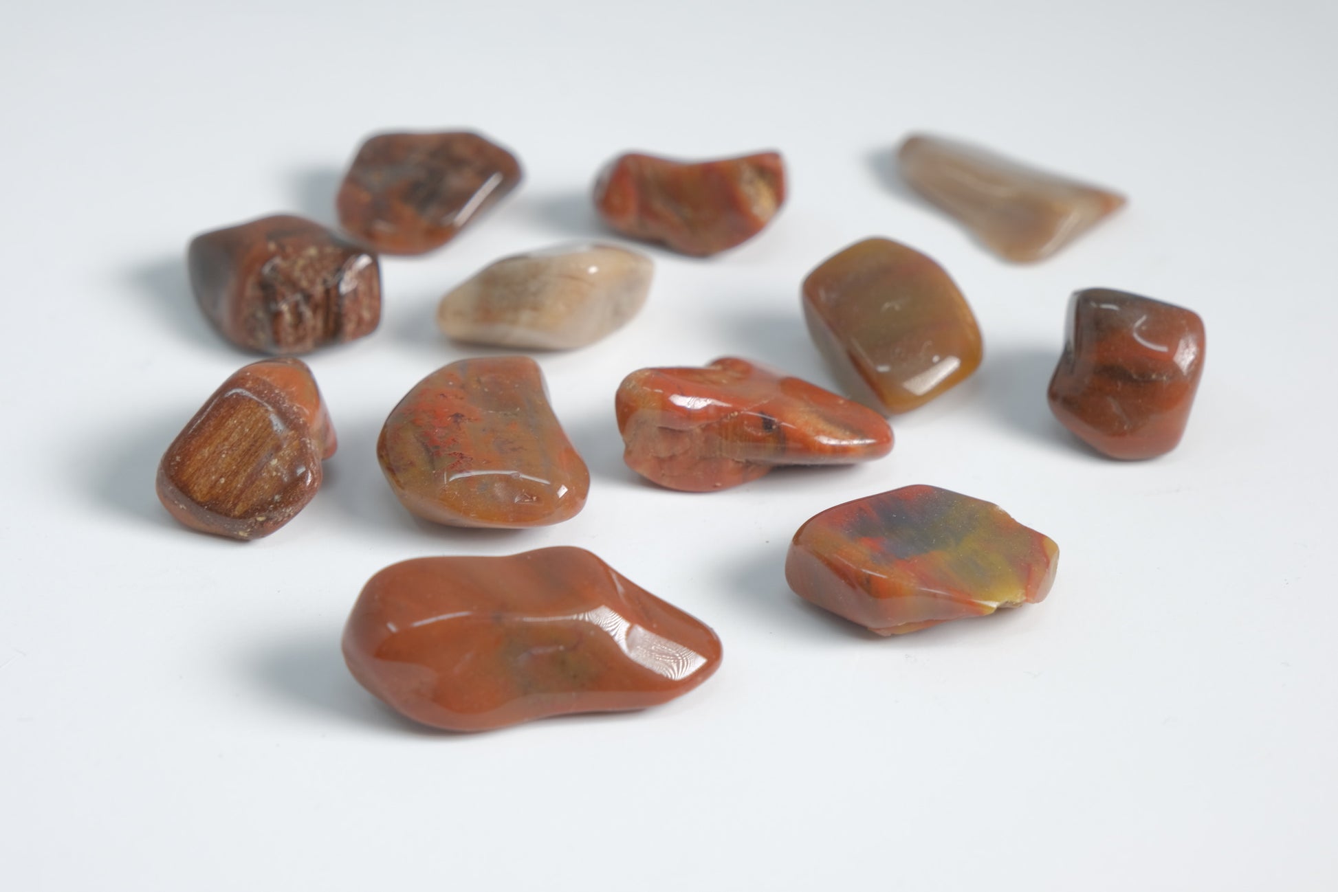Petrified Wood - Tumbled