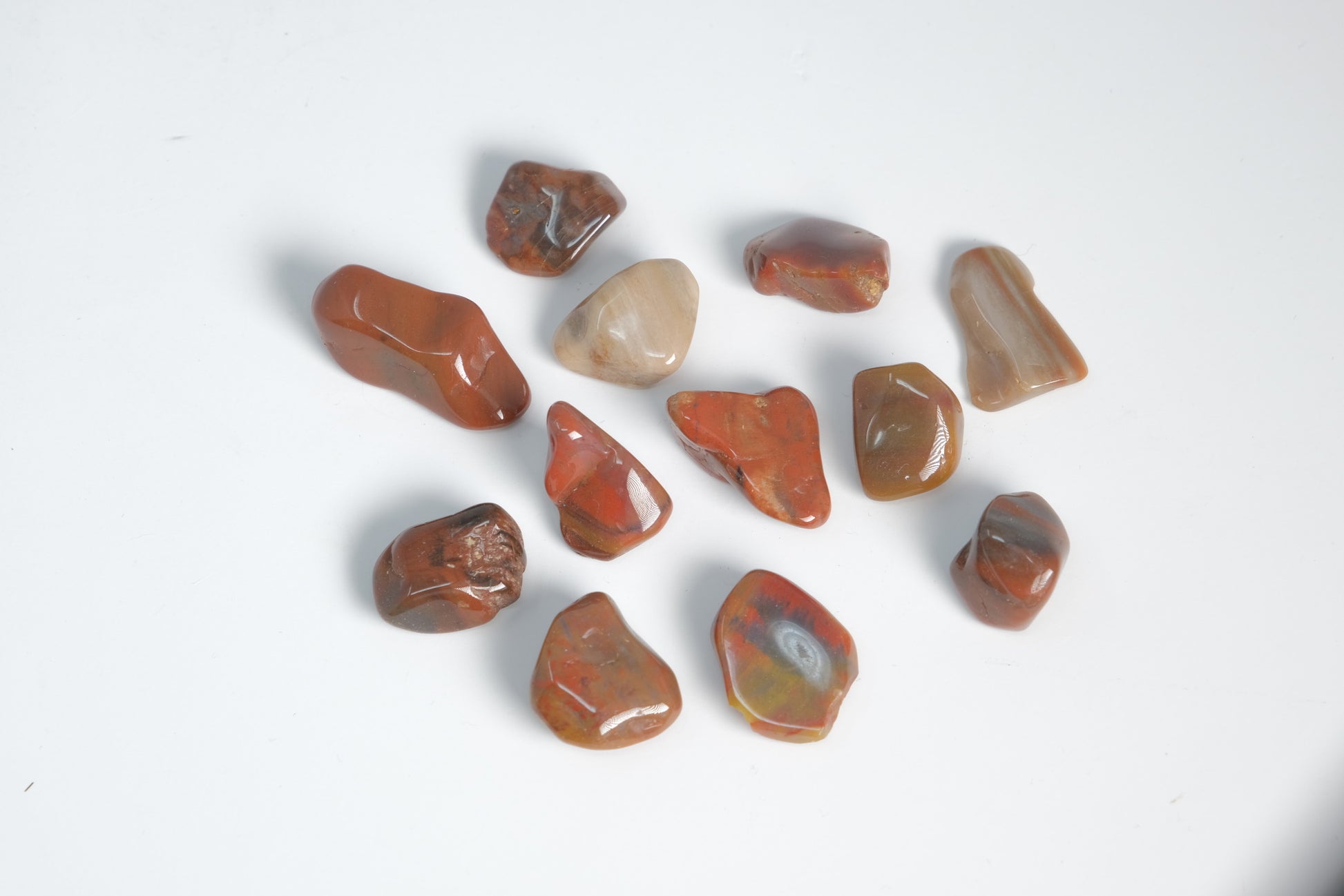 Petrified Wood - Tumbled