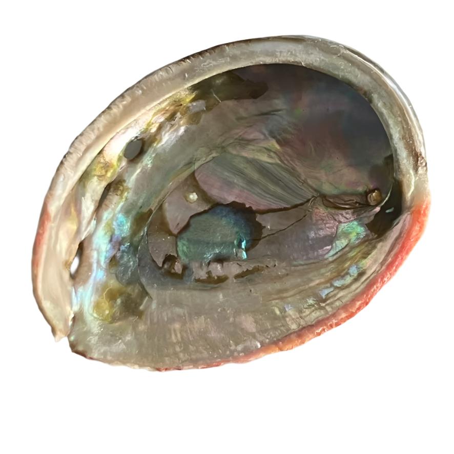 Abalone Shell  (Red) - Small - $11