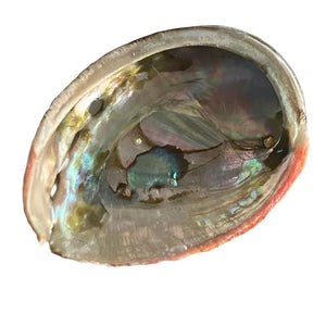 Abalone Shell  (Red) - Small - $11