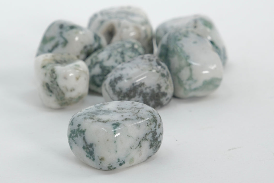 Tree Agate - Tumbled