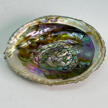Load image into Gallery viewer, Abalone Shell ($18)
