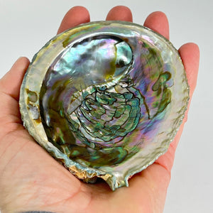 Abalone Shell ($18)