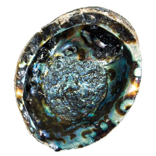 Abalone Shell - Medium $17.50